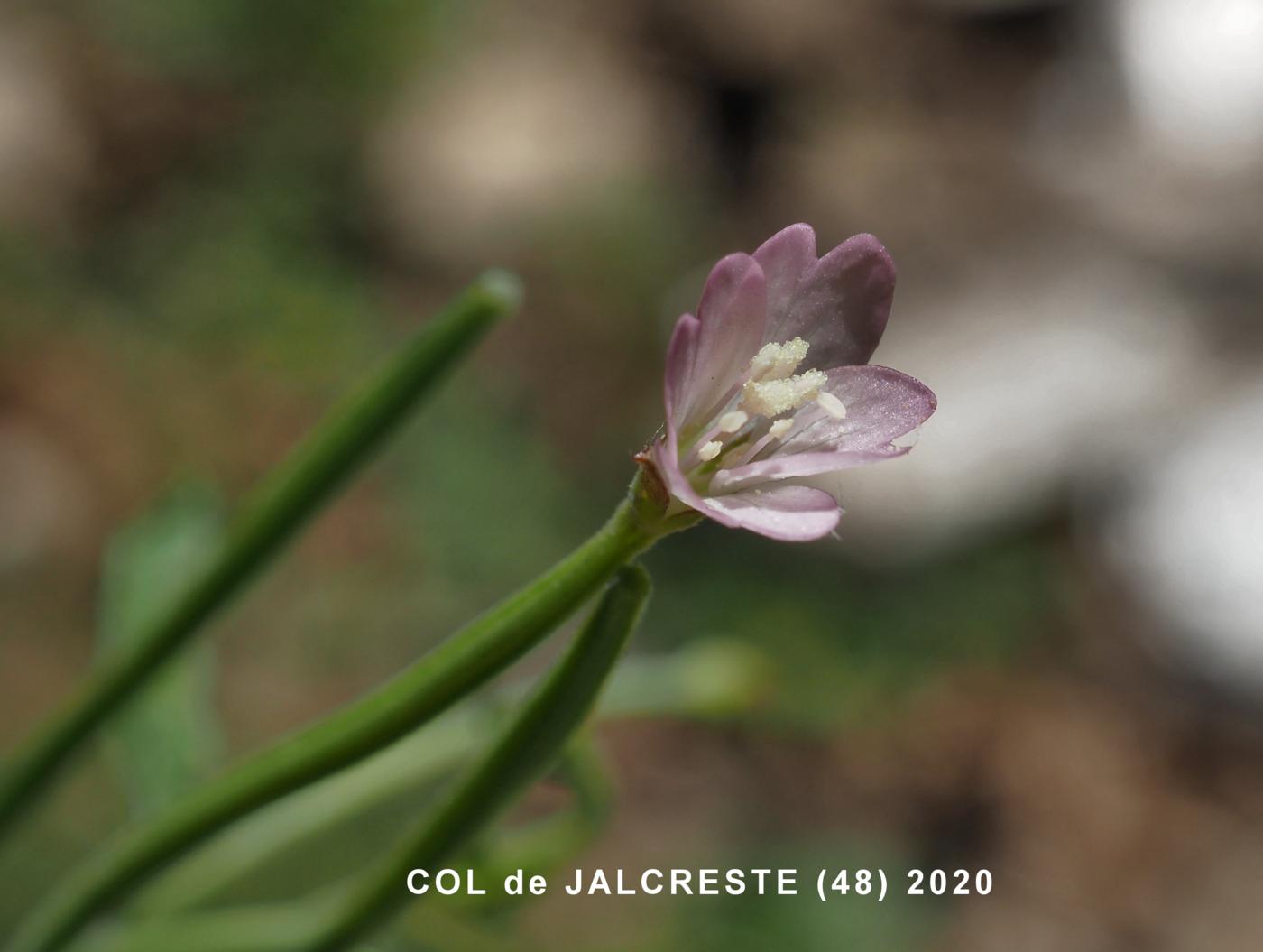 Willow-herb, Small Spear-leaved flower